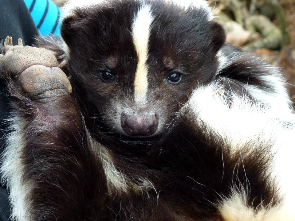 Longleat skunk rescued