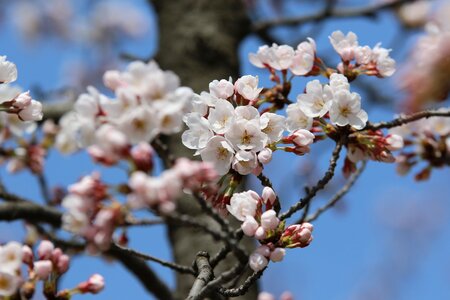 Flowers cherry blossom petal photo