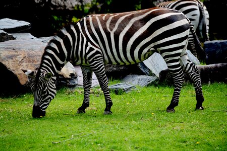 African animals nature stripes