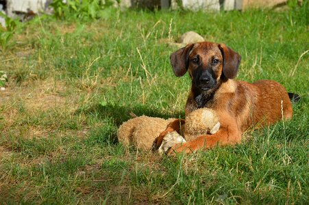 Pet hybrid young dog