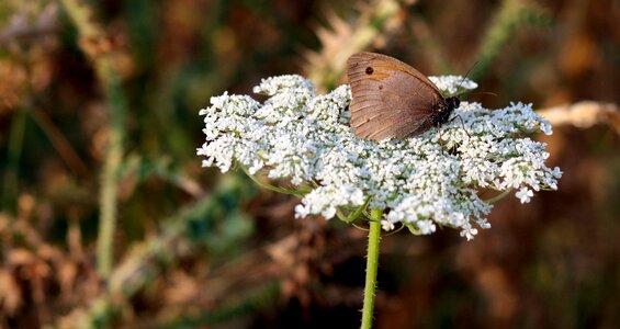 Brown insecta nature