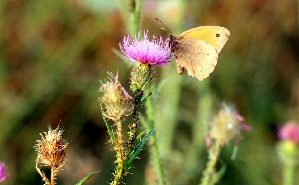 Brown insecta nature