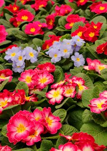 Plant nature colorful