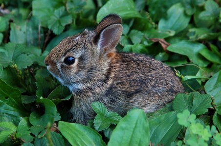 Adorable easter animal photo