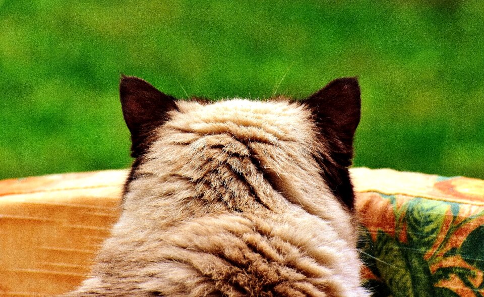Mieze domestic cat fur