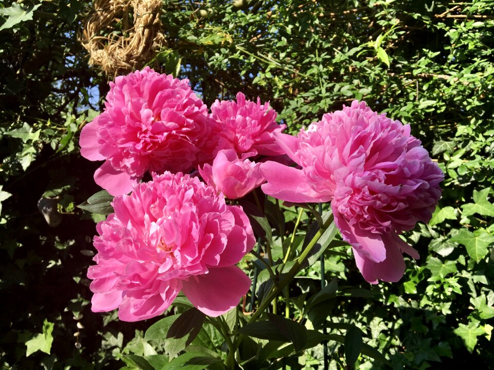 Pink baroque lush