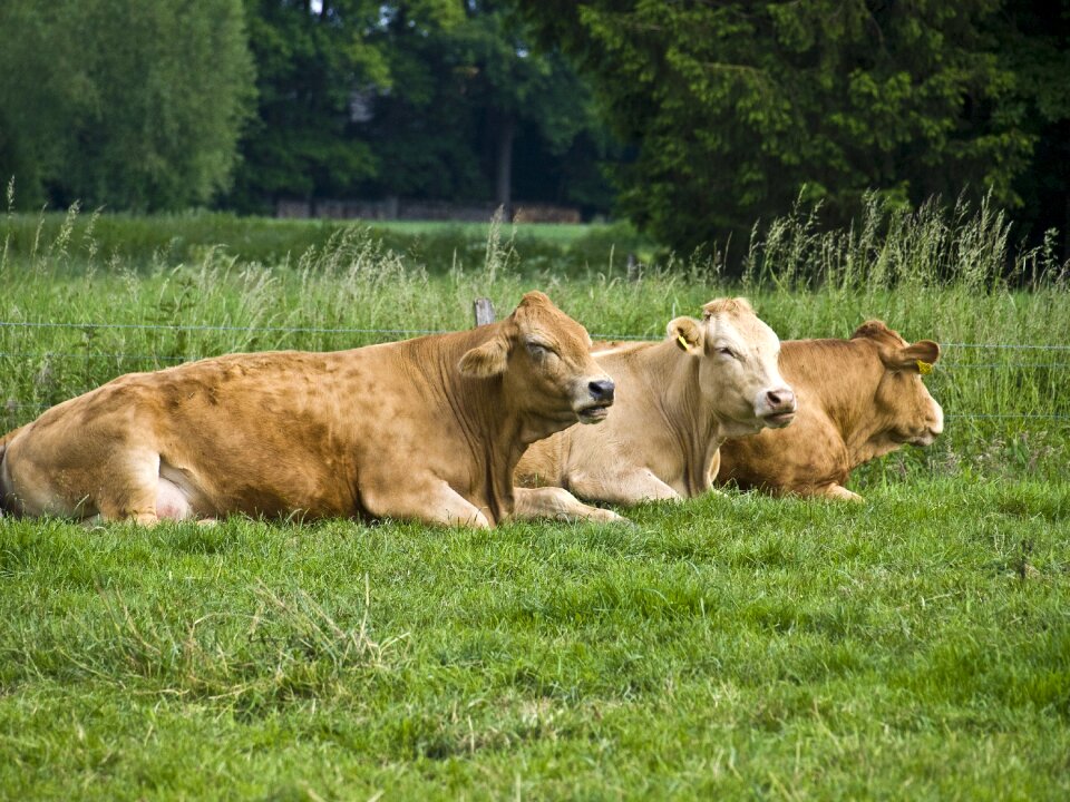 Cows ruminant animal