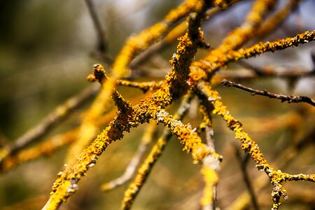 Natural nature sun