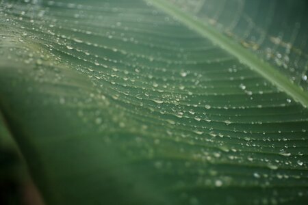 Green moisture wet photo