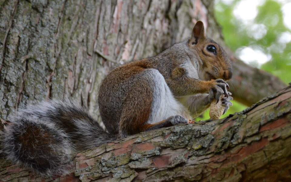 Eating nut tree
