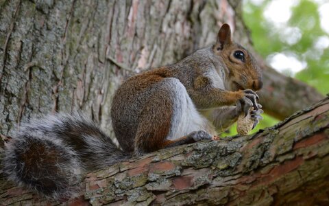 Eating nut tree photo