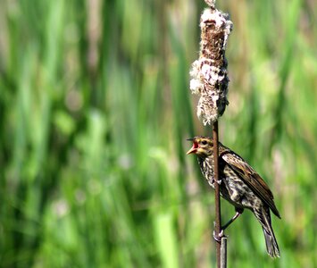 Nature wildlife songbird