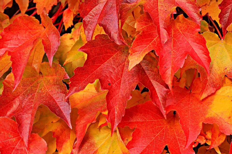 Vine leaves ivy leaves nature