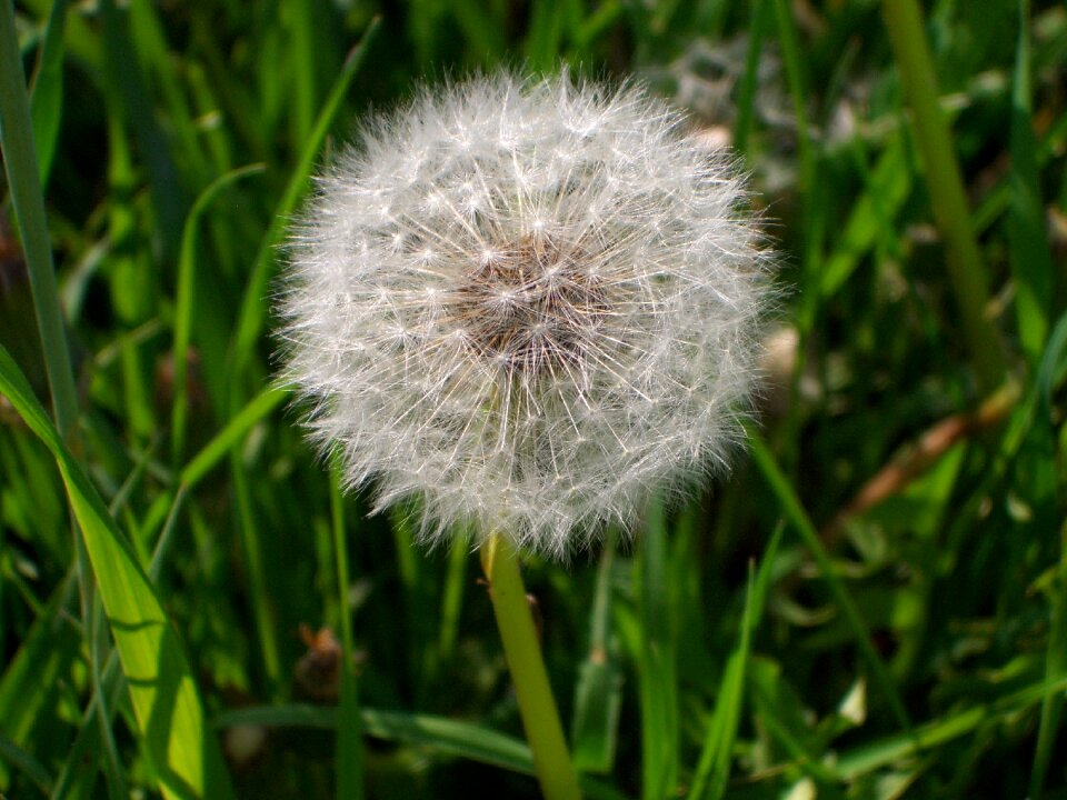 Dandelion meadow pointed flower