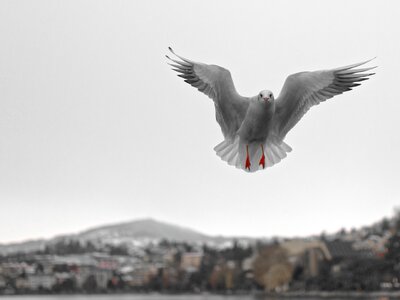Geneva lake water bird photo