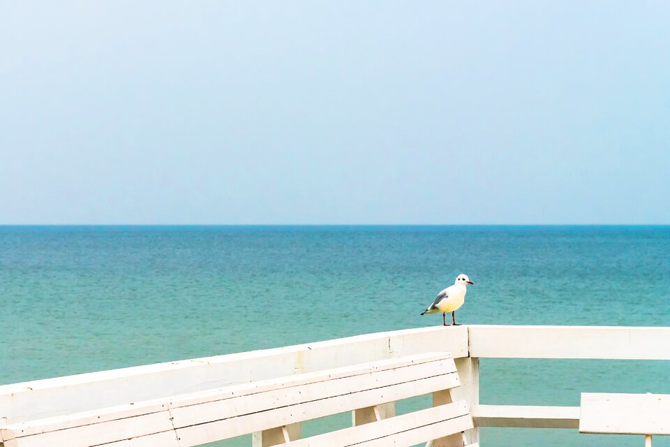 Blue gull water