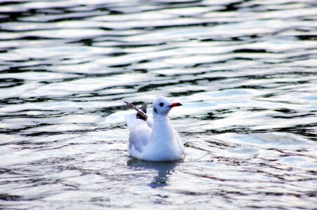 Seabird sea gull silhouette photo