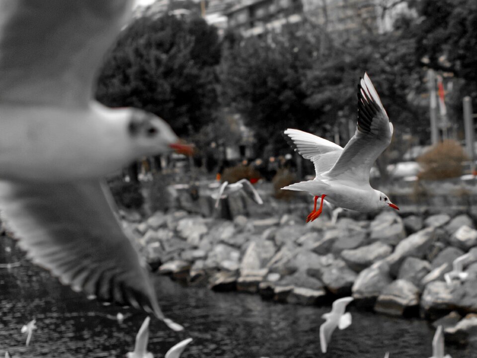 Geneva lake water bird photo