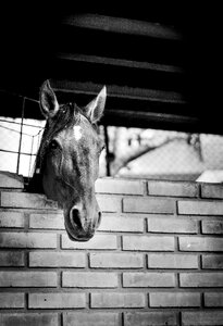 Portrait horses free