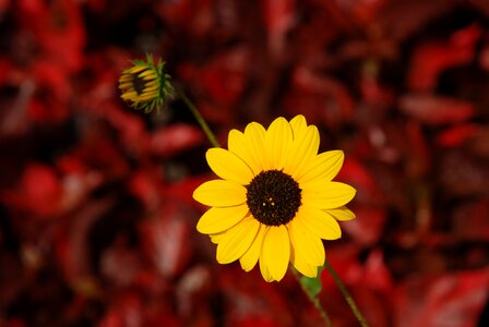 Flower yellow flower indian sunflower photo