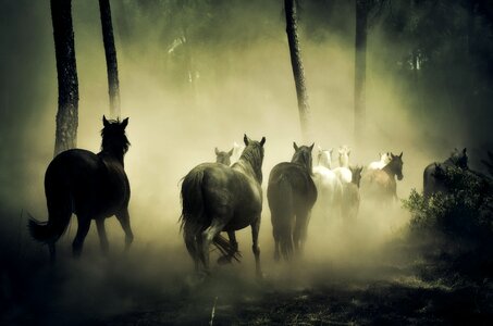 Nature herd of horses running photo