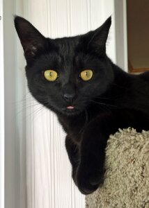 Black funny kitten