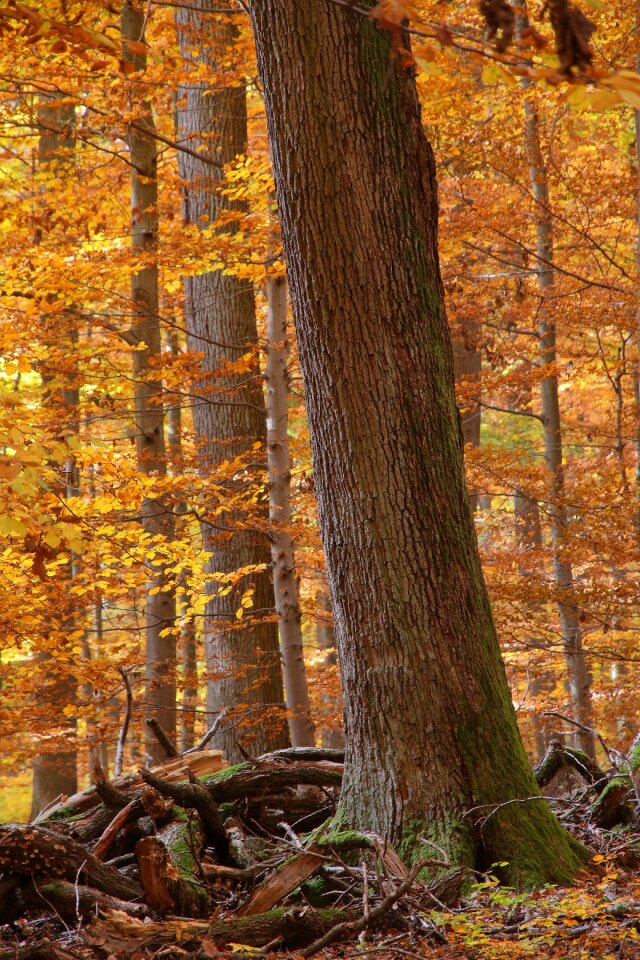 Foliage deadwood tree