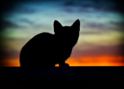 Pet cats pets