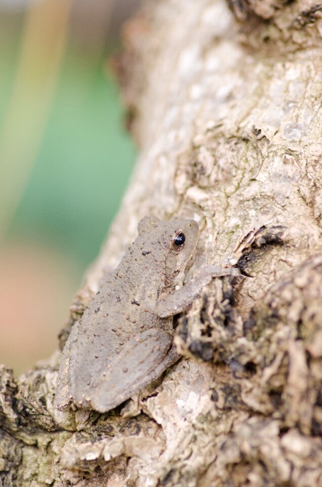 Brown animals toad