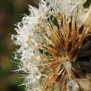 Fluff flower nature
