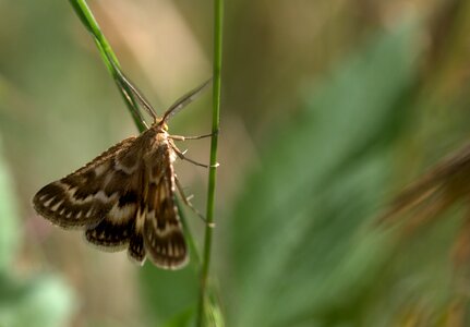 Insecta wings nature