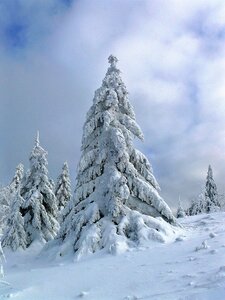Wintertime tree ice photo