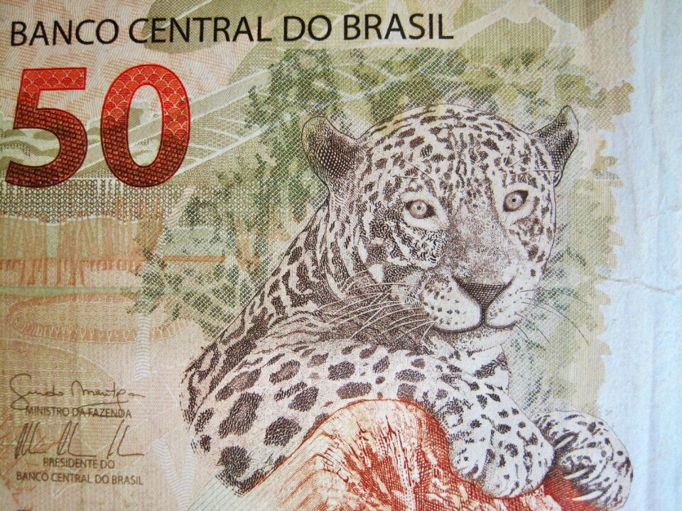 Dollar bill brazil currency