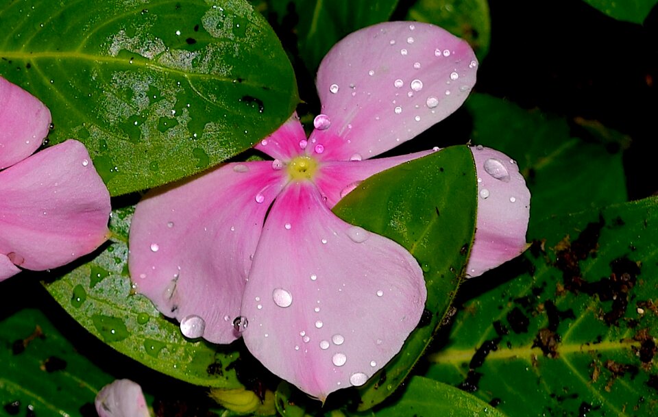 Pink vibrant garden