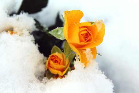 Nature covered blossom