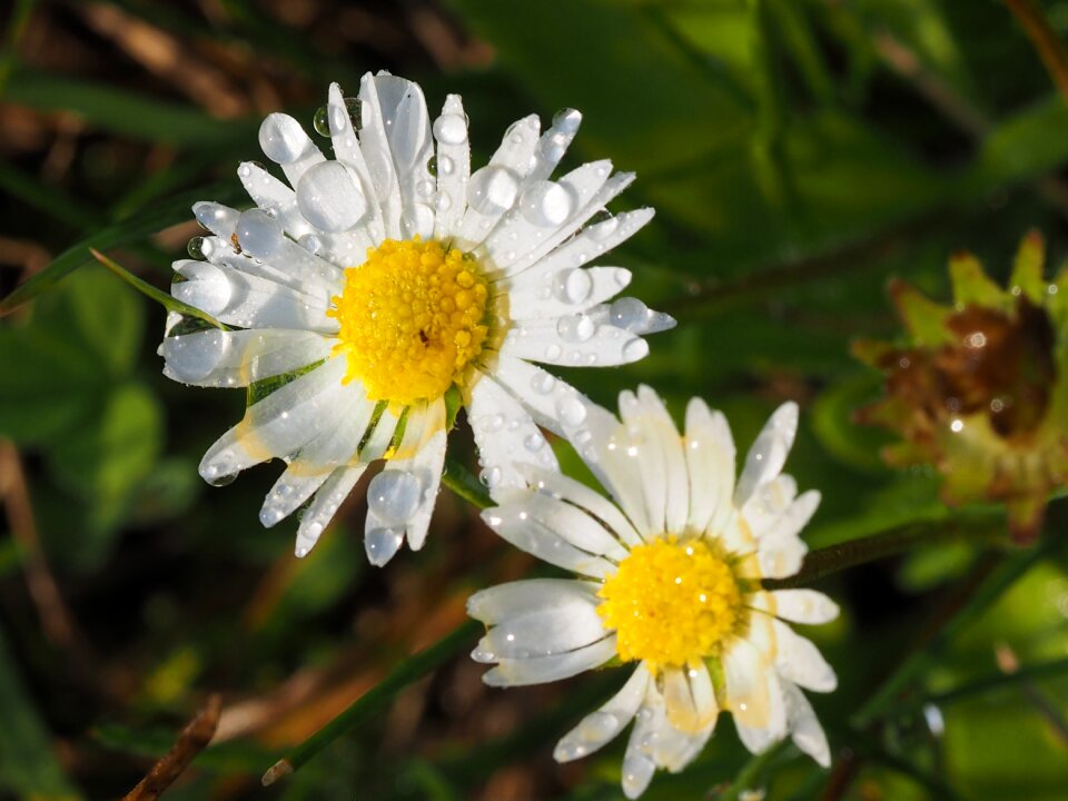 Flower white daisies