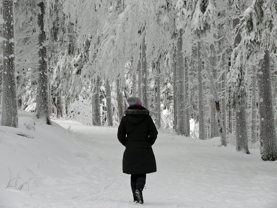 Wintertime winterspaziergang trees photo