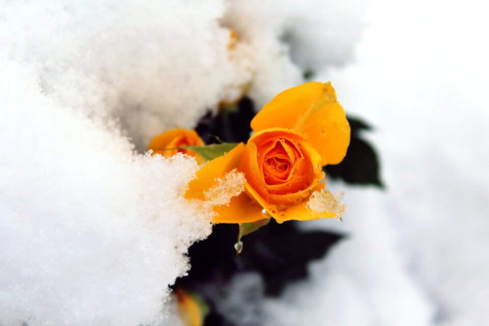 Nature covered blossom