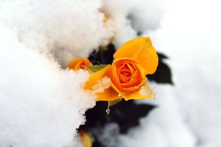 Nature covered blossom