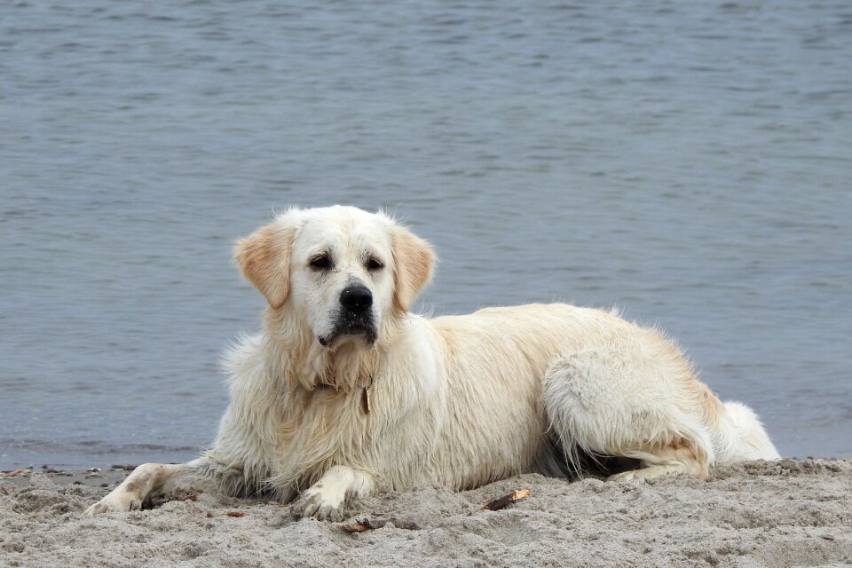 Dog beach ginger of golden heathland