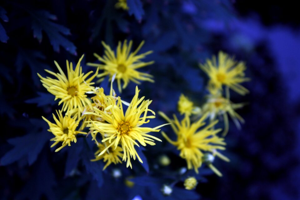 Background blue impression