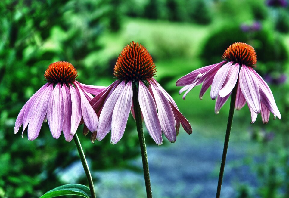 Perennial garden nature