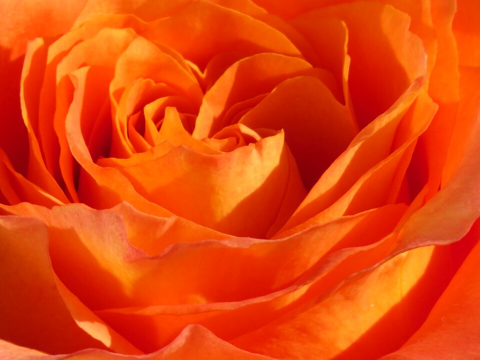 Rose blossom bloom