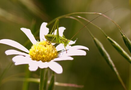 Insecta nature chamomile photo