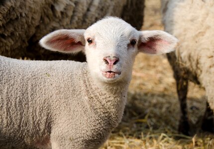 Cute animal lambs photo
