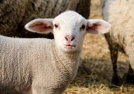 Cute animal lambs