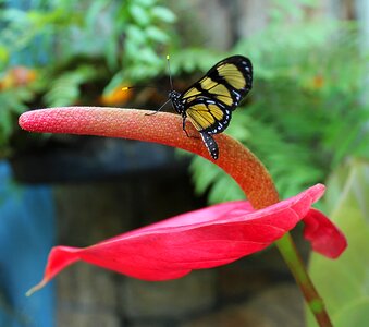 Plant red flowers