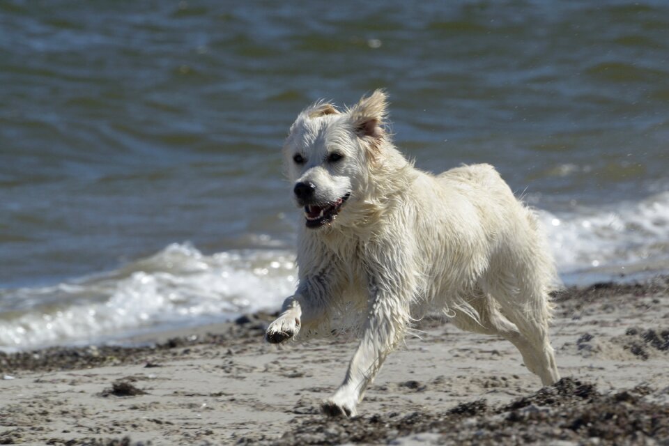 Dog beach ginger of golden heathland