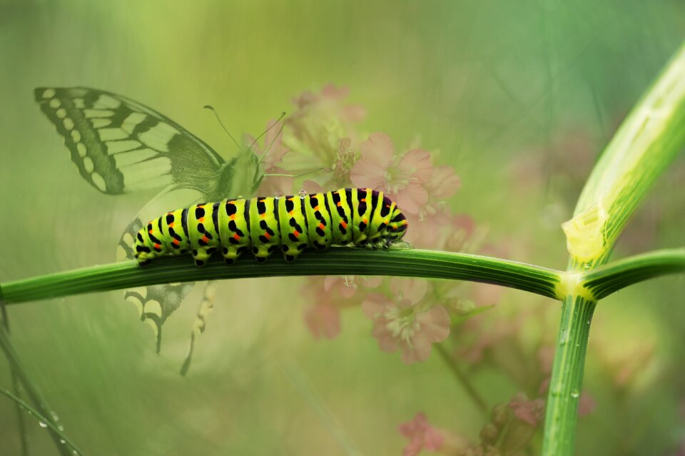 Insect flower plant photo