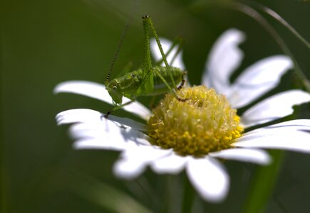 Insecta nature chamomile photo